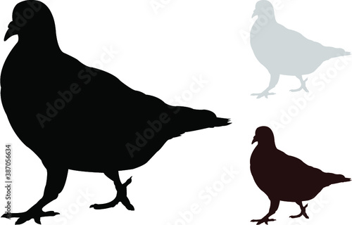 silhouettes of pigeons