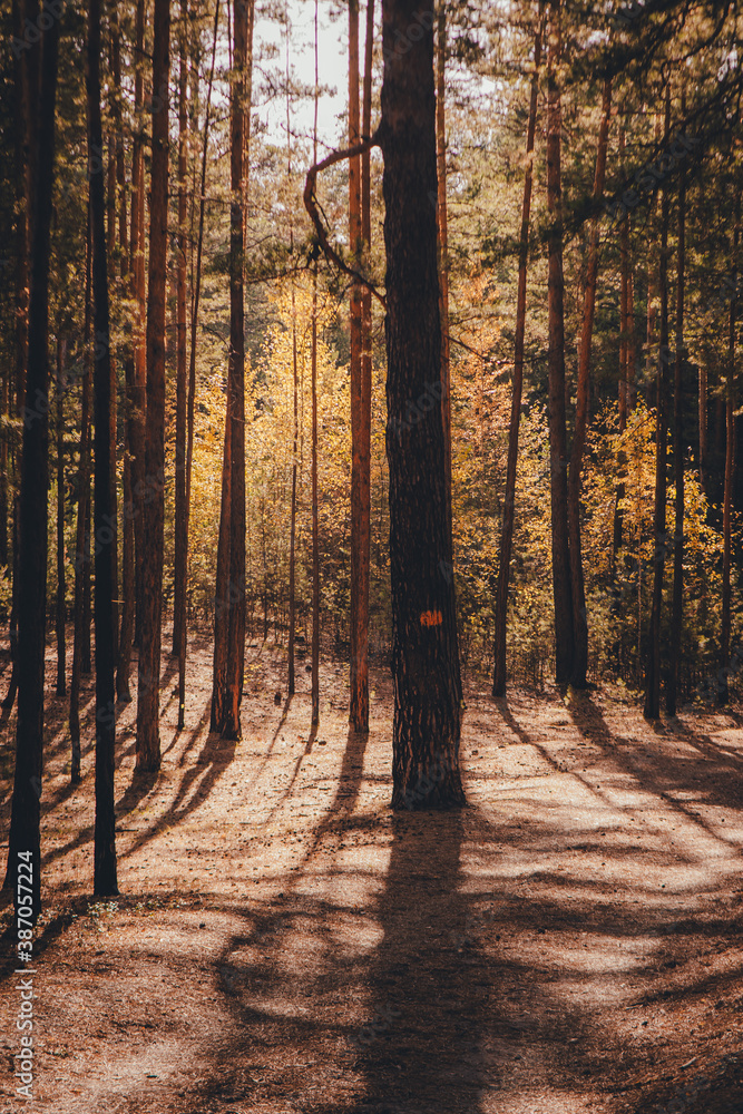 Obraz premium Autumn pine forest, large shadows from the trees.