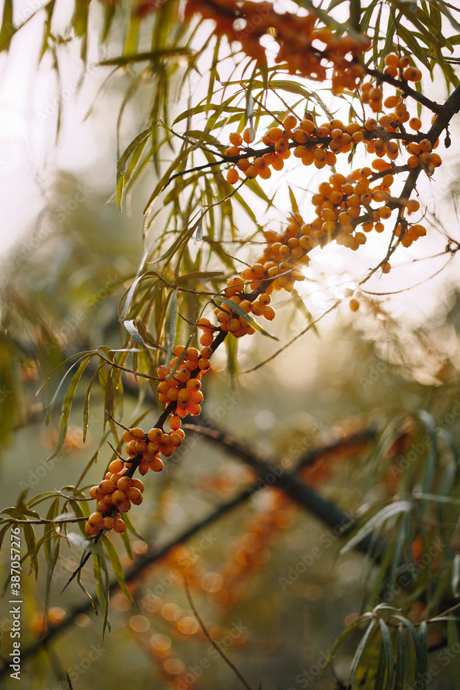 Close-up of branches of sea buckthorn berries in the forest at sunset. Close-up of branches of sea buckthorn berries in the forest at sunset.