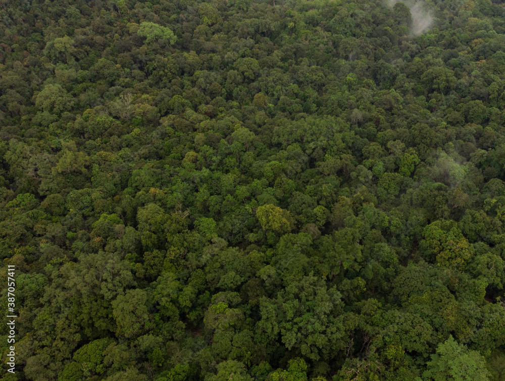 Bird eye view of a Rain Forest