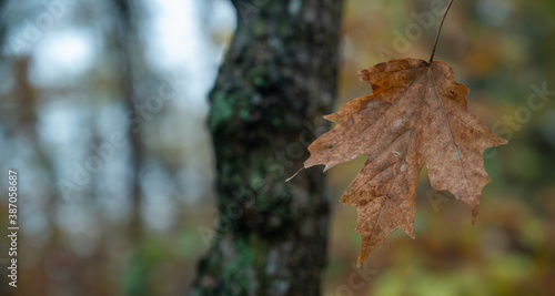 autumn leaf in the forest