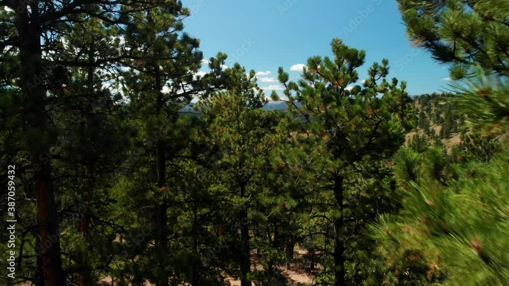 Pine Forest close push to Blue Sky, Mountain scene Pine Forest close push to Blue Sky, Mountain scene