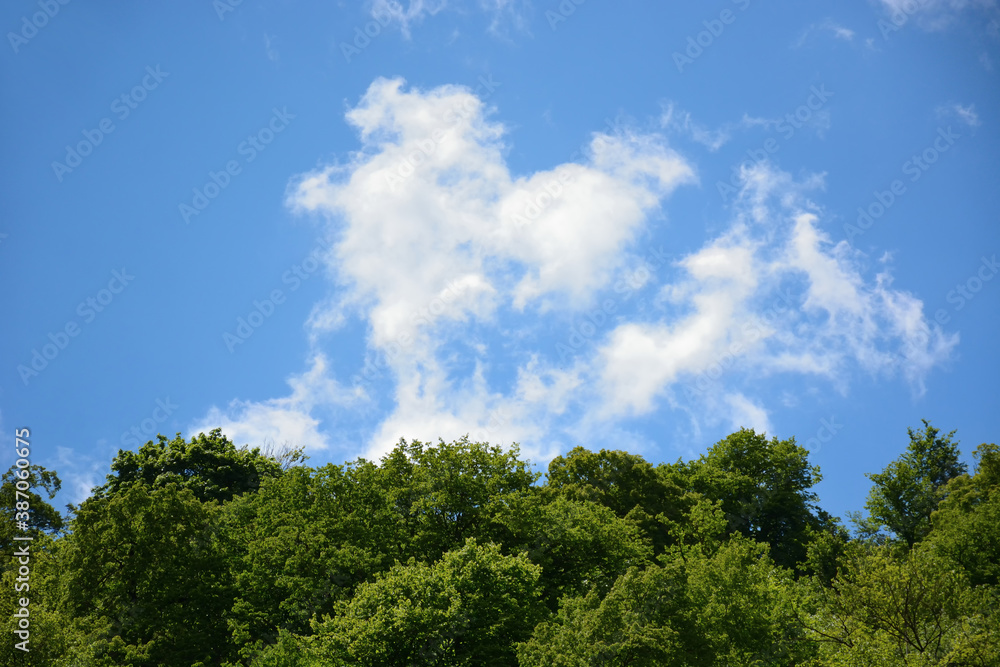 white clouds, blue sky and trees
