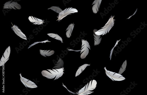 Group of a white bird feathers floating in the dark. Feather abstract freedom concept background. Isolate on black background 