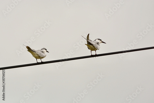 Chlidonias leucopterus on the wires photo