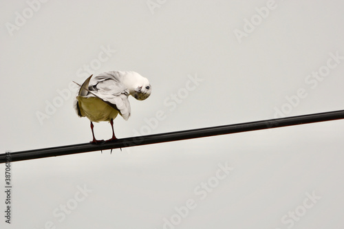 Chlidonias leucopterus on the wires photo