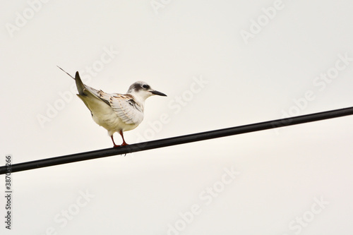 Chlidonias leucopterus on the wires photo