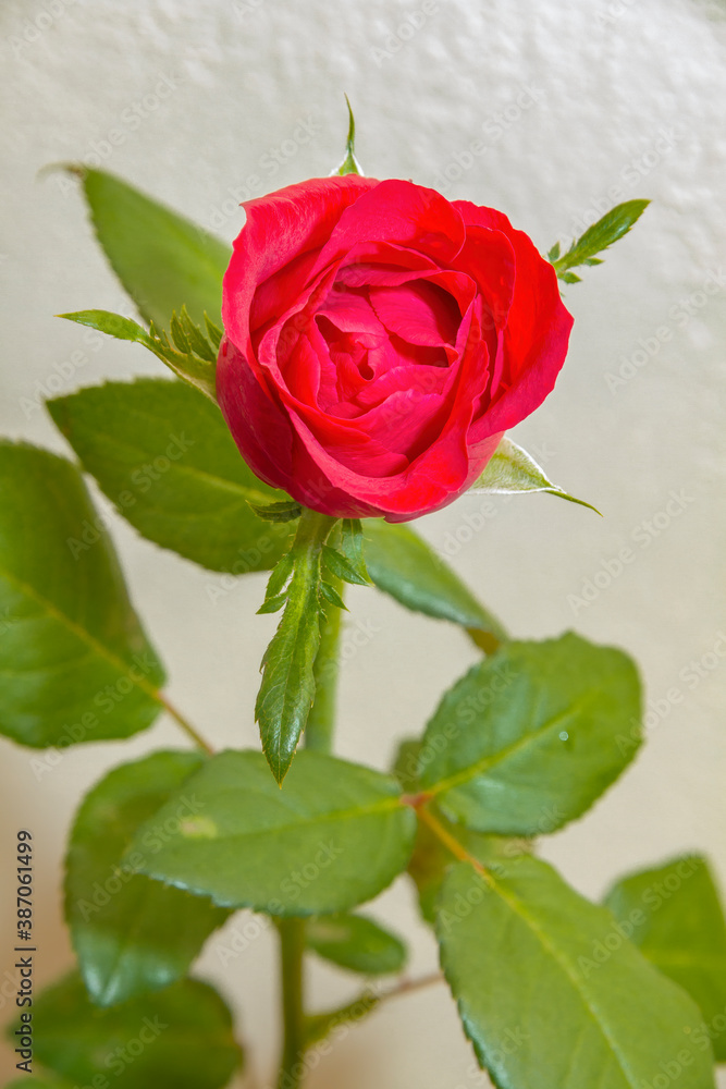 Naklejka premium single red rose