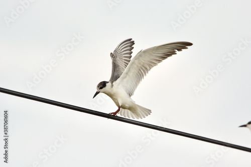 Chlidonias leucopterus on the wires photo