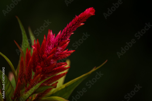 A closeup of red flowers stem on the green background © Kavkirat