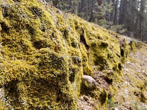 moss on rock