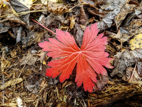 autumn leaves on the ground