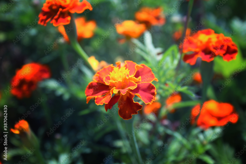 Beautiful Marigold flowers. Orange Tagetes erecta, Mexican marigold, Aztec marigold, African marigold.
