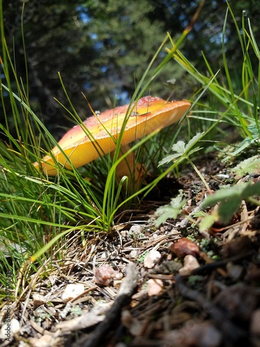 mushroom on the grass