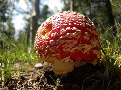 fly agaric mushroom