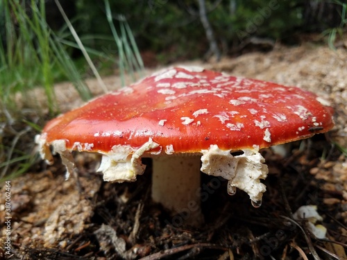 fly agaric mushroom