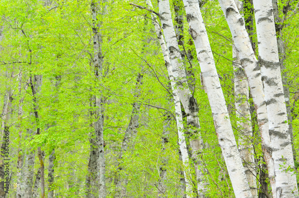 Obraz premium 新緑の上高地