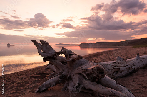 picturesque driftwood on the sandy shore of Lake Baikal.
sprawling picturesque driftwood on the shore of a mountain lake against the background of a lilac sky at dawn.