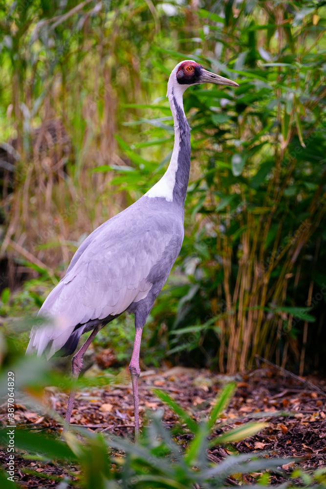 Fototapeta premium Antigone vipio - A white-necked crane observes the surroundings.