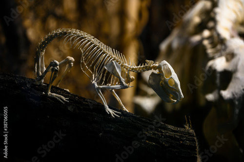 Dendrohyrax arboreus - skeleton of a damana tree. photo