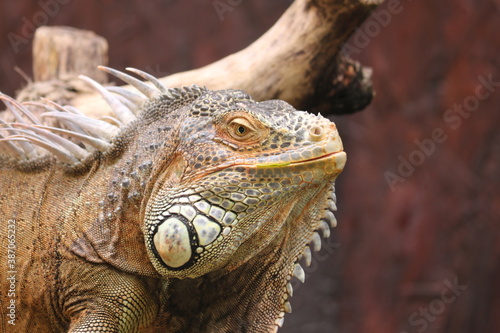 Reptiles are tetrapod animals in the class Reptilia, comprising today's turtles, crocodilians, snakes, amphisbaenians, lizards, tuatara, and their extinct relatives. © faishalabdula