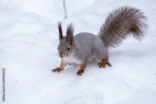 The squirrel sits on white snow.