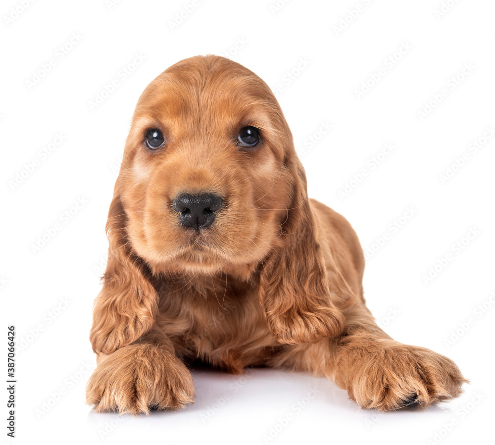 puppy cocker spaniel