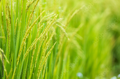 Green ear of rice. Green paddy rice in paddy rice field, Agriculture concept