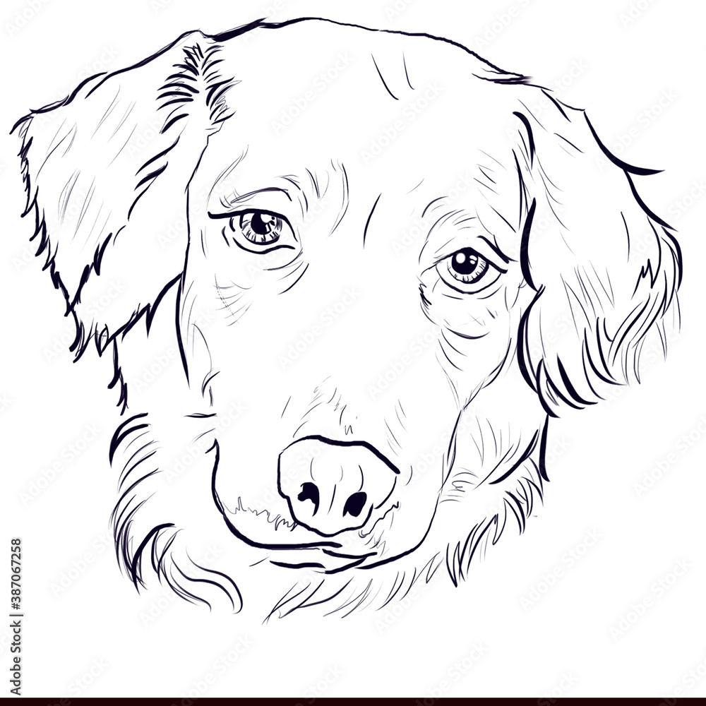 Fototapeta premium perro