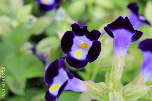 秋の花壇に咲くトレニアの紺色の花 photo