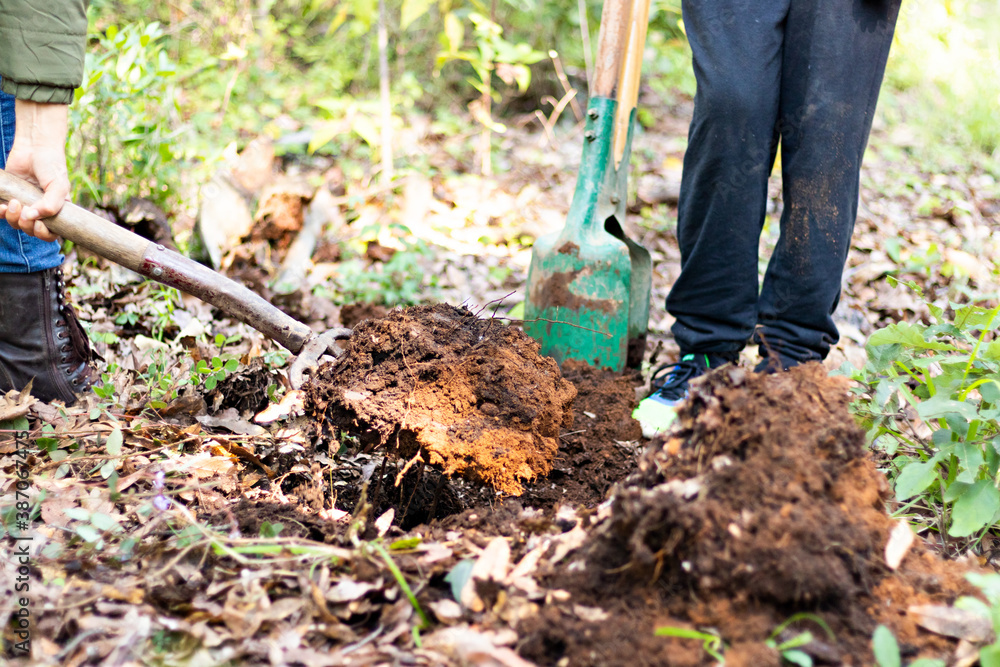 Fototapeta premium A woman digging a hole in he ground