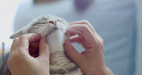 cat sleeping and geting massage on face by her owner photo