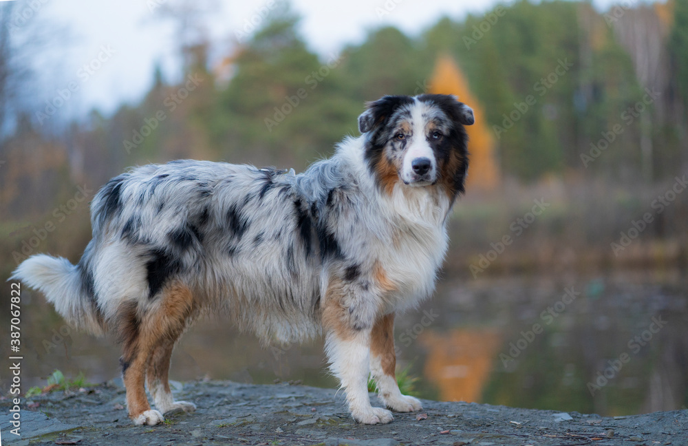 An Australian shepherd dog stands against the background of a forest and lake, looking at the camera