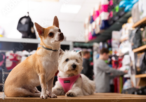 Chihuahua and west highland terrier dogs sitting in petshop. High quality photo photo