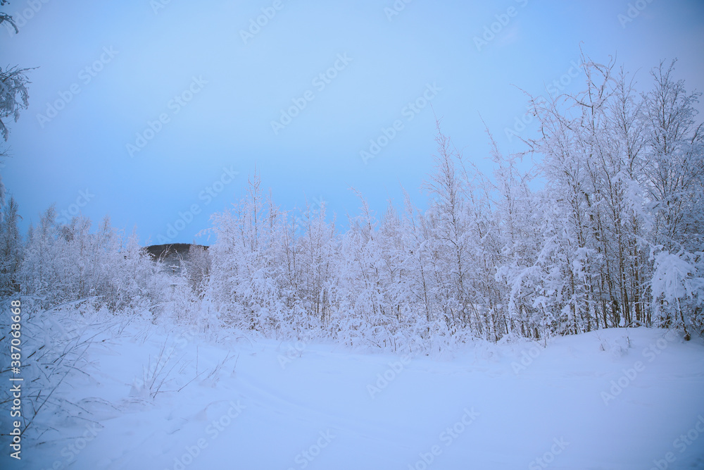 Winter forest after snow, Fairbanks, Alaska Winter forest after snow, Fairbanks, Alaska