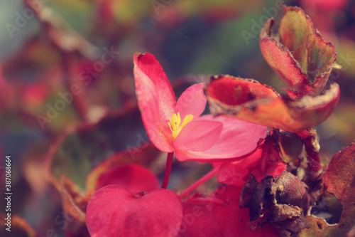 Close up pink begonia flower in the garden