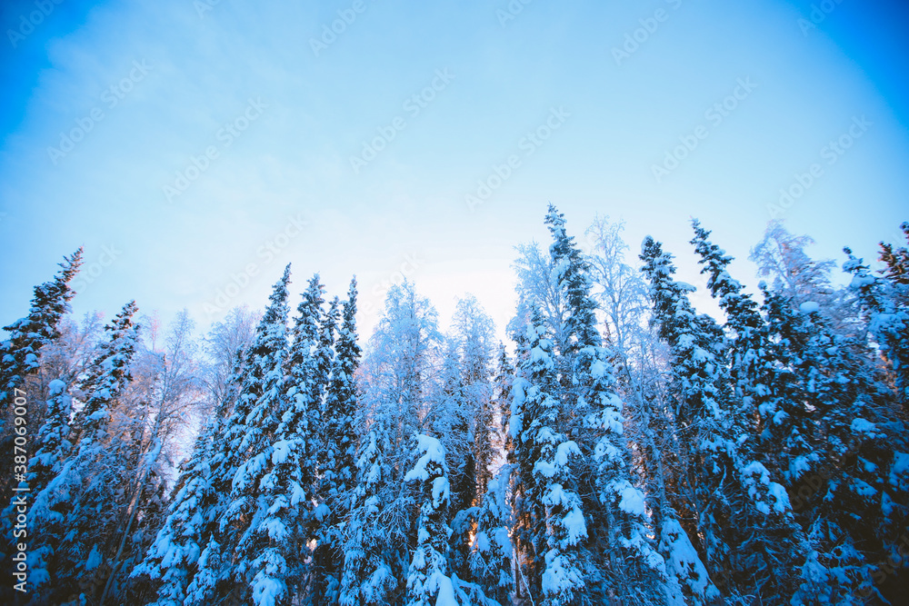 Winter forest after snow sunset, Fairbanks, Alaska Winter forest after snow sunset, Fairbanks, Alaska
