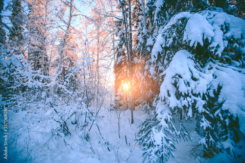 Winter forest after snow at sunset moment, Fairbanks, Alaska