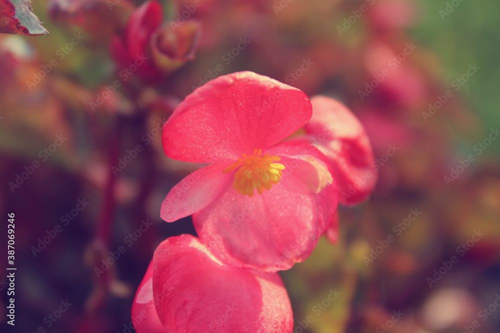 Close up pink begonia flower in the garden Close up pink begonia flower in the garden