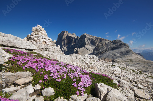 Wild pink flowers on Pale di San Martino during summer day of sun, Trentino Alto-Adige, Italy