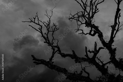 Silhouette of tree branches with cloud at midnight, concept of scary and horror
