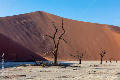 dead acacia trees in Dead Vlei in Namib desert, blue sky, Namibia wilderness landscape