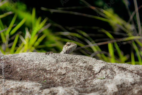 lizard on the rock