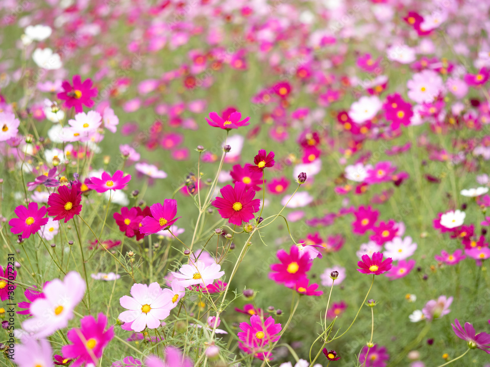 コスモスの花