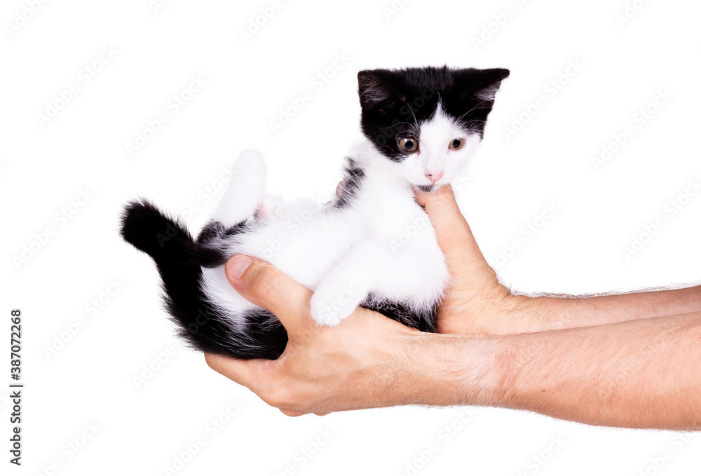 Black and white kitten in the hands of an adult man