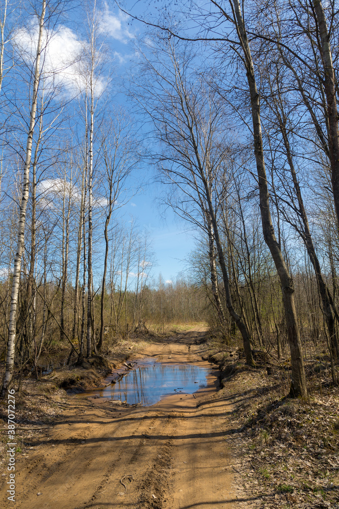 forest road in spring day forest road in spring day