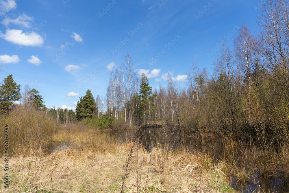 forest in spring day forest in spring day