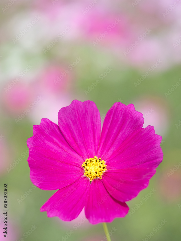 Fototapeta premium コスモスの花