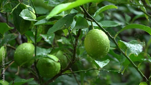 Wallpaper Mural Lemon fruit on a tree in the rain Torontodigital.ca
