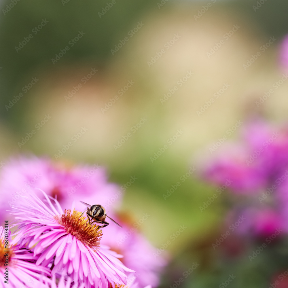 Beautiful pink flowers of autumn aster with a bee in the garden Beautiful pink flowers of autumn aster with a bee in the garden
